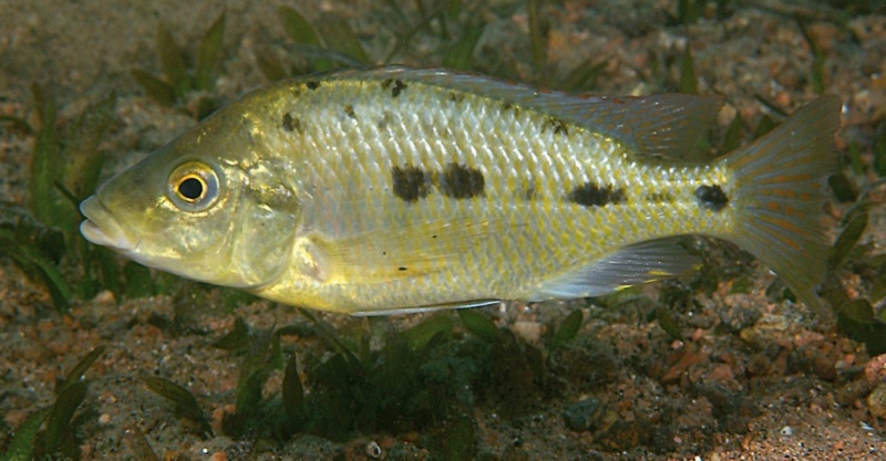 Protomelas sp. 'oxyrhynchus mix' Mumbo Island
